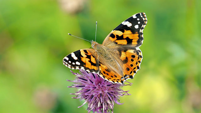Biodiversité - Image d'illustration - © Pixabay
