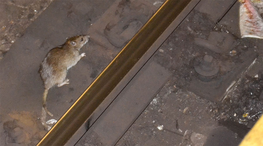 Un rat dans le métro de New York - © m01229 via Wikimedia Commons - Licence Creative Commons