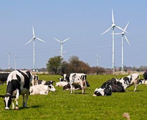 "Highly improbable" link between Nozay wind turbines and disturbances in farms, according to ANSES