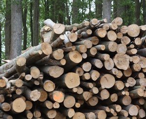 La consommation de biomasse solide dans l'UE