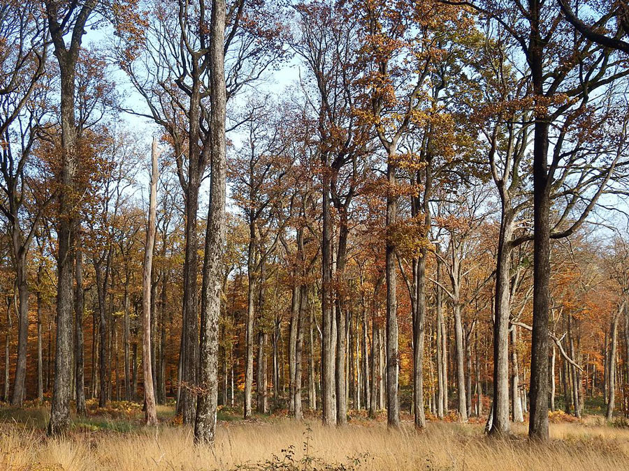 Les chênes de la Forêt de Bercé en automne © Romain Perrot via Wikimedia Commons - Licence Creative Commons