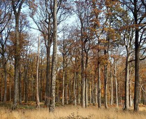 In the forest of Bercé (Sarthe), the oaks fly to preserve the land