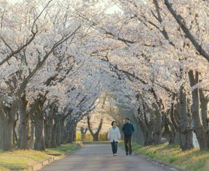In Japan, the king of cherry trees overshadows diversity