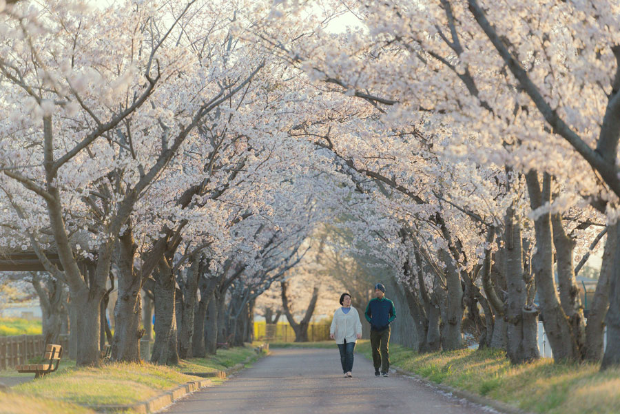 Cerisier Sakura Somei Yoshino, Japon © Pixabay - Domaine public