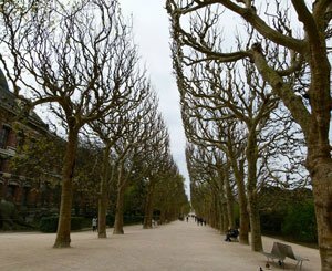 A Paris, des feuilles mortes se ramassent déjà à la pelle