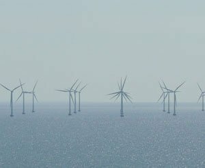 Offshore wind power: IUCN France calls for better consideration of the impacts on biodiversity