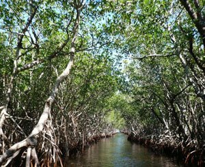 En République dominicaine, le mur anti-migrants menace les mangroves