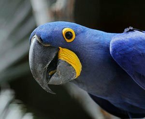 A blue parrot slows down the installation of wind turbines in Brazil