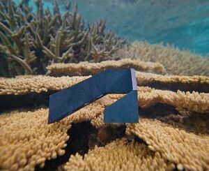 Restaurer les fonds marins avec Coral Maker et Autodesk