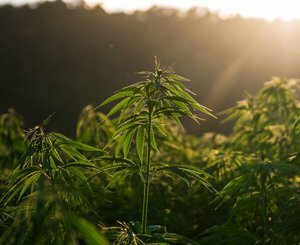 With organic hemp, agriculture to the rescue of the decarbonization of construction