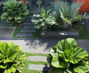 Organiser la végétalisation d’un patio - Les Tutos OMBREE