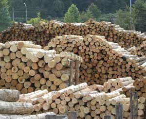 The wood industry in 2024: growth and increasing societal utility of a material of the future