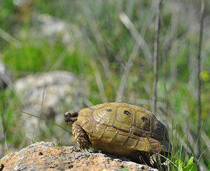 Prison avec sursis et amendes requises en appel pour la destruction de tortues protégées sur un chantier en Corse