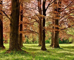 L’Etat et la Métropole du Grand Paris s’engagent pour la préservation des forêts de la Métropole