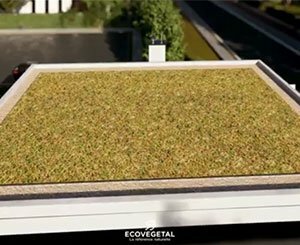 Comment installer une toiture végétale extensive ?