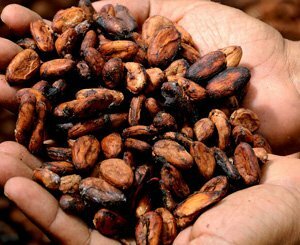 Cacao responsable : la France à la traîne, dénonce un rapport