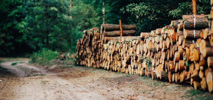 Lancement d'un fonds privé pour développer la filière bois dans la construction