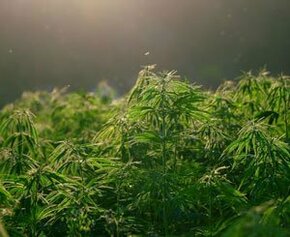 Senators are committed to the development of the hemp sector