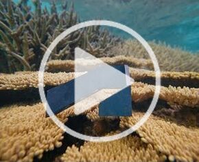 Restaurer les fonds marins avec Coral Maker et Autodesk