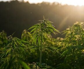 With organic hemp, agriculture to the rescue of the decarbonization of...