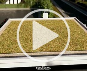 Comment installer une toiture végétale extensive ?