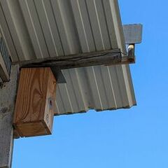 Nichoirs connectés pour toutes espèces d'oiseaux